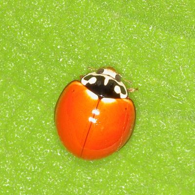 Cycloneda sanguinea * Spotless Lady Beetle