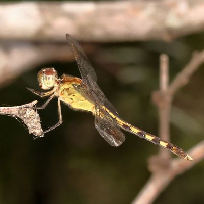 Band-Winged Dragonlet ♀