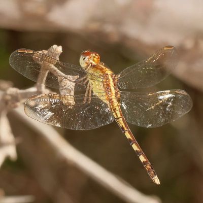 Band-Winged Dragonlet ♀