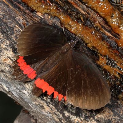 Red Rim