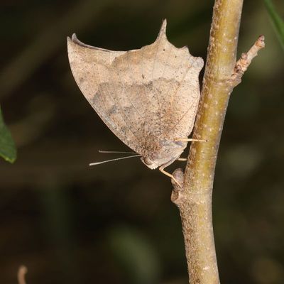Tropical Leafwing