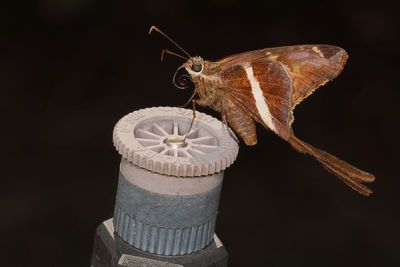 White-striped Longtail
