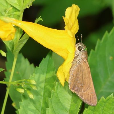 Brazilian Skipper