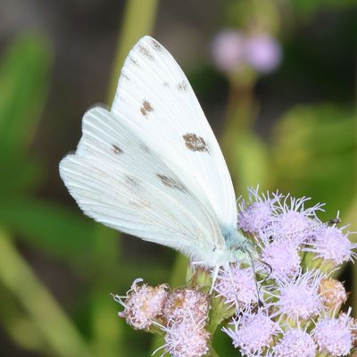 Checkered White