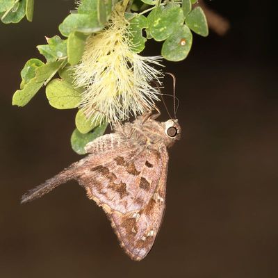 Dorantes Longtail