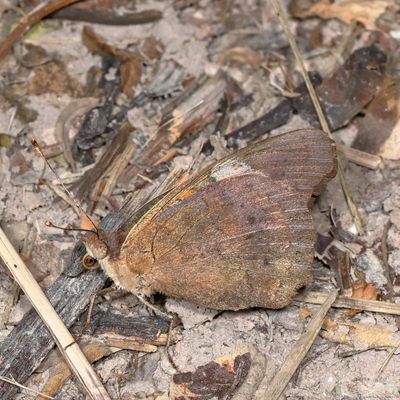 Common Buckeye