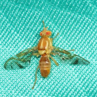 Anastrepha ludens * Mexican Fruit Fly