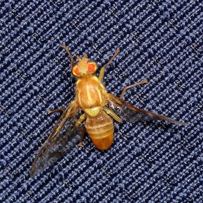 Anastrepha ludens * Mexican Fruit Fly