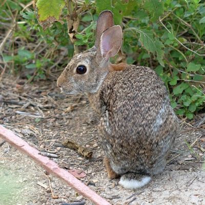 Sylvilagus audubonii