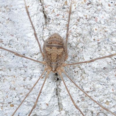 Genus Trachyrhinus