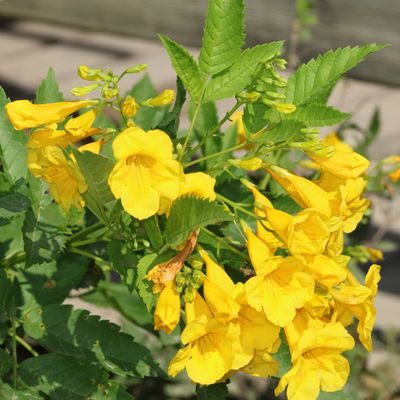 Tecoma stans * Yellow Trumpet Flower
