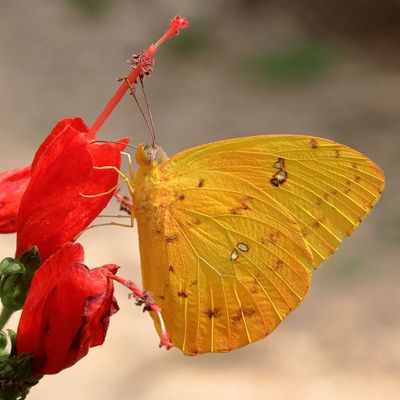 Orange-barred Sulphur