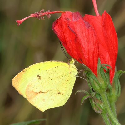 Boisduval's Yellow