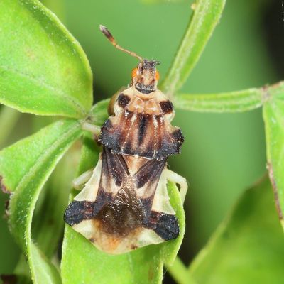 Phymata fasciata