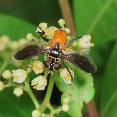 Trichopoda Subgenus Galactomyia