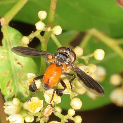 Trichopoda Subgenus Galactomyia