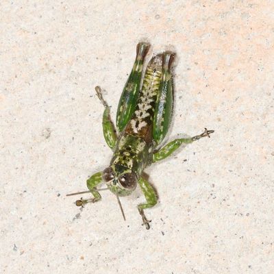 Phaulotettix compressus