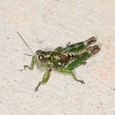 Phaulotettix compressus