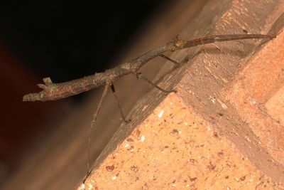 Sermyle mexicana * Mexican Walkingstick