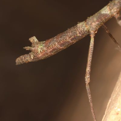 Sermyle mexicana * Mexican Walkingstick