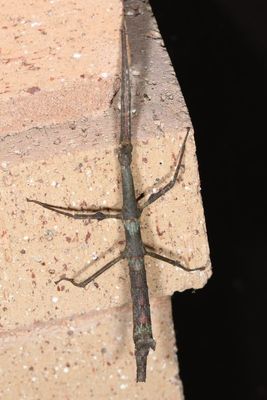 Sermyle mexicana * Mexican Walkingstick