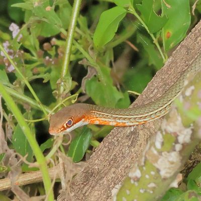 Schott's Whipsnake