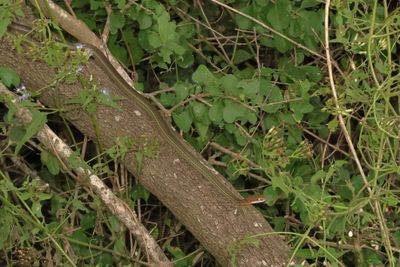 Schott's Whipsnake * Masticophis schotti