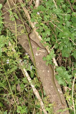 Schott's Whipsnake * Masticophis schotti
