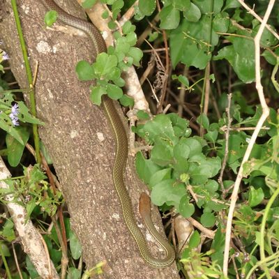 Schott's Whipsnake * Masticophis schotti