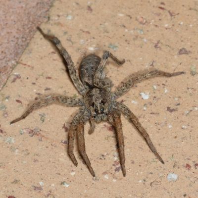 Hogna antelucana