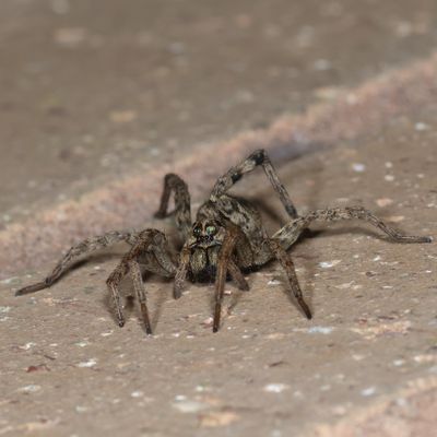 Hogna antelucana