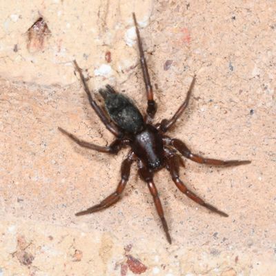 Family Gnaphosidae - Ground Spiders