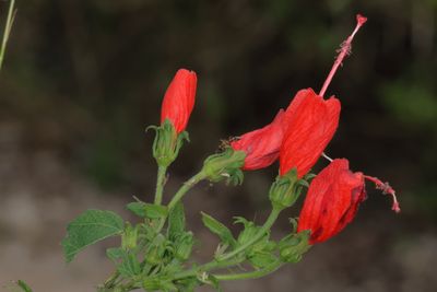 Malvaviscus arboreus var. drummondii * Turks Cap