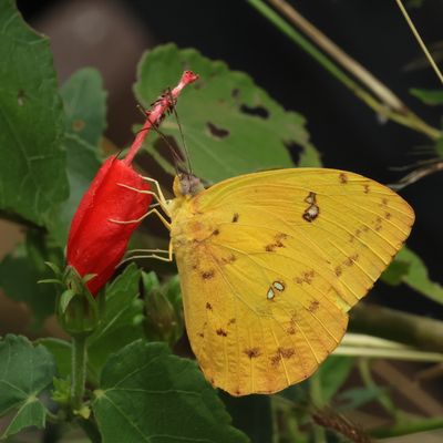 Orange-barred Sulphur