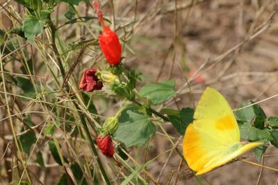 Orange-barred Sulphur