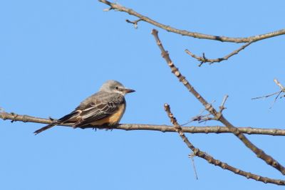 Scissor-tailed Flycatcher