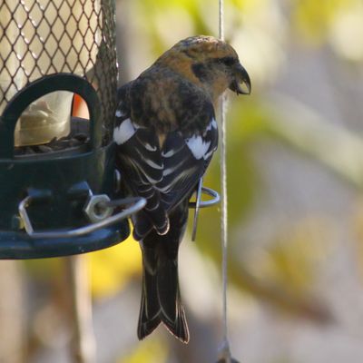White-winged Crossbill ♀