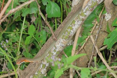 Schott's Whipsnake * Masticophis schotti