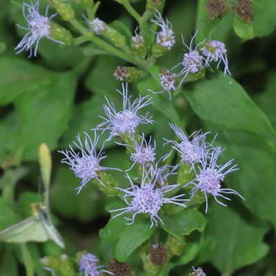 Conoclinium coelestinum * Blue Mistflower