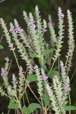 Aloysia macrostachya * Sweet Stem