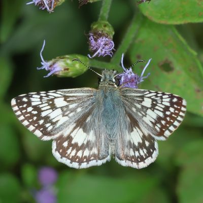 White Checkered-Skipper