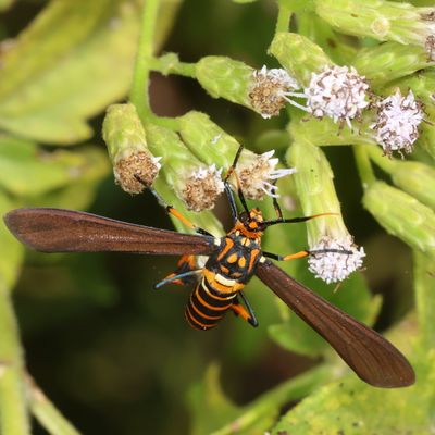 Hodges#8287 * Texas Wasp Moth * Horama panthalon