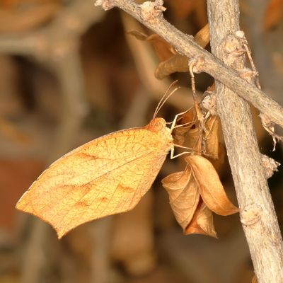 Tailed Orange