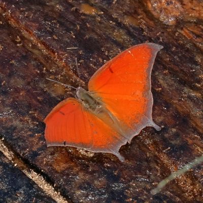 Goatweed Leafwing