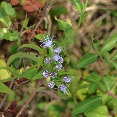 Chromolaena adorata * Crusita