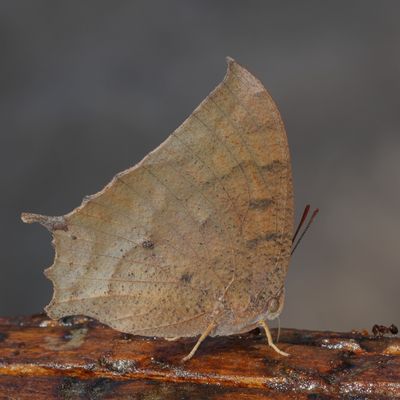 Tropical Leafwing