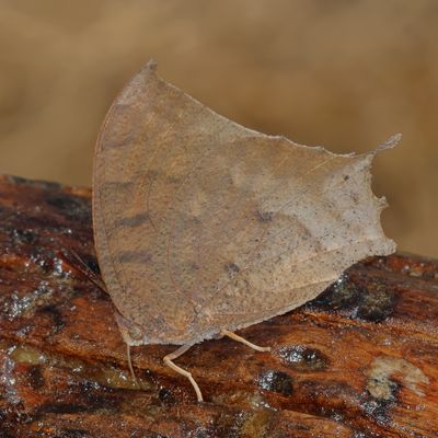 Tropical Leafwing