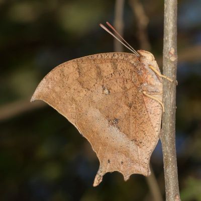 Tropical Leafwing