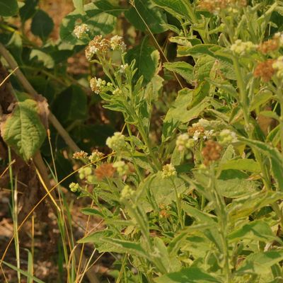Verbesina microptera * Frostweed