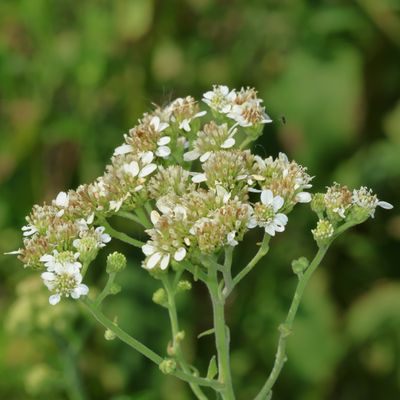 Verbesina microptera * Frostweed